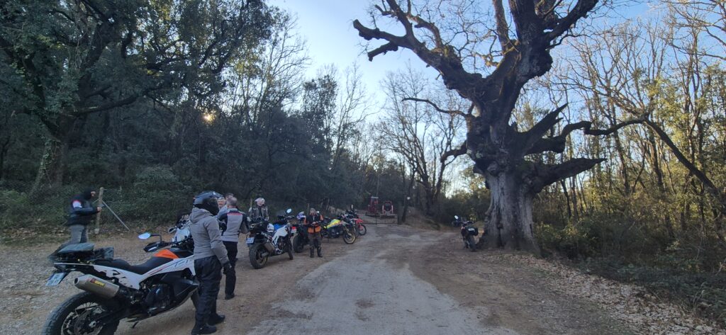 Chêne de Védas Hérault