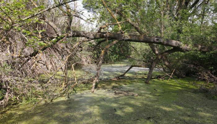 Entre Vignes et Garrigue dans l'Hérault